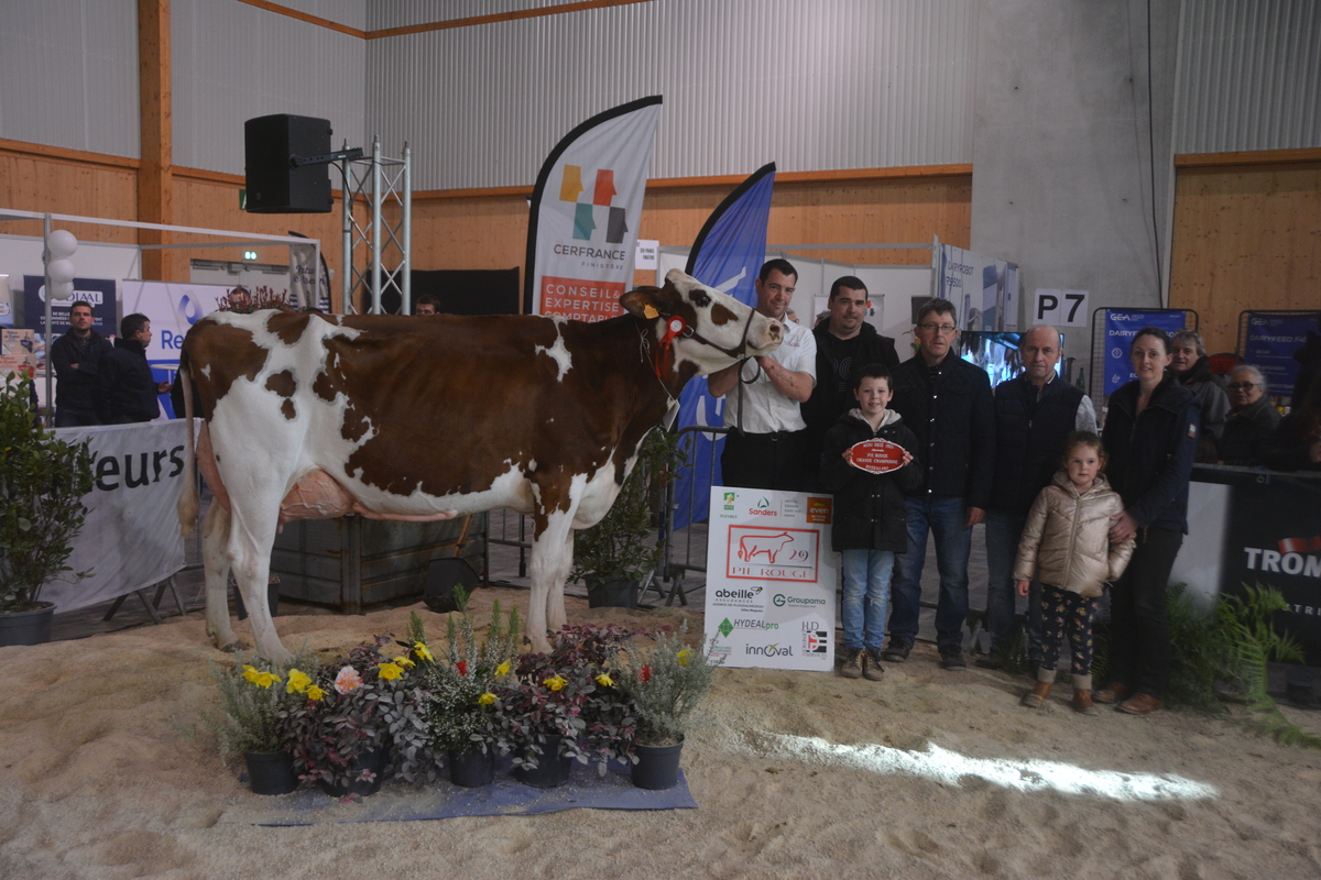 Des personnes avec une vache Pie Rouge - Illustration L’odyssée d’Odessa à Quimper