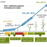 Graphique de l'azote absorbée en fonction des différents stades de développement d'une plante