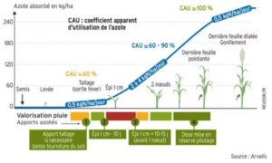 Graphique de l'azote absorbée en fonction des différents stades de développement d'une plante