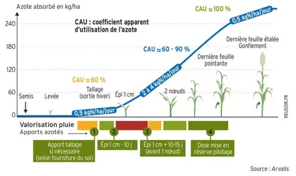 Graphique de l'azote absorbée en fonction des différents stades de développement d'une plante - Illustration Gestion du 2e apport azoté autour de l’épi 1 cm