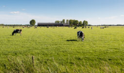 Des vaches en train de paître au milieu d'une prairie