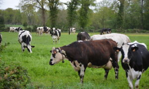 Des vaches laitières dans une prairie